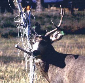A buck got tangled in a portable clothesline in November after being untangled from fiberglass meshing in October.