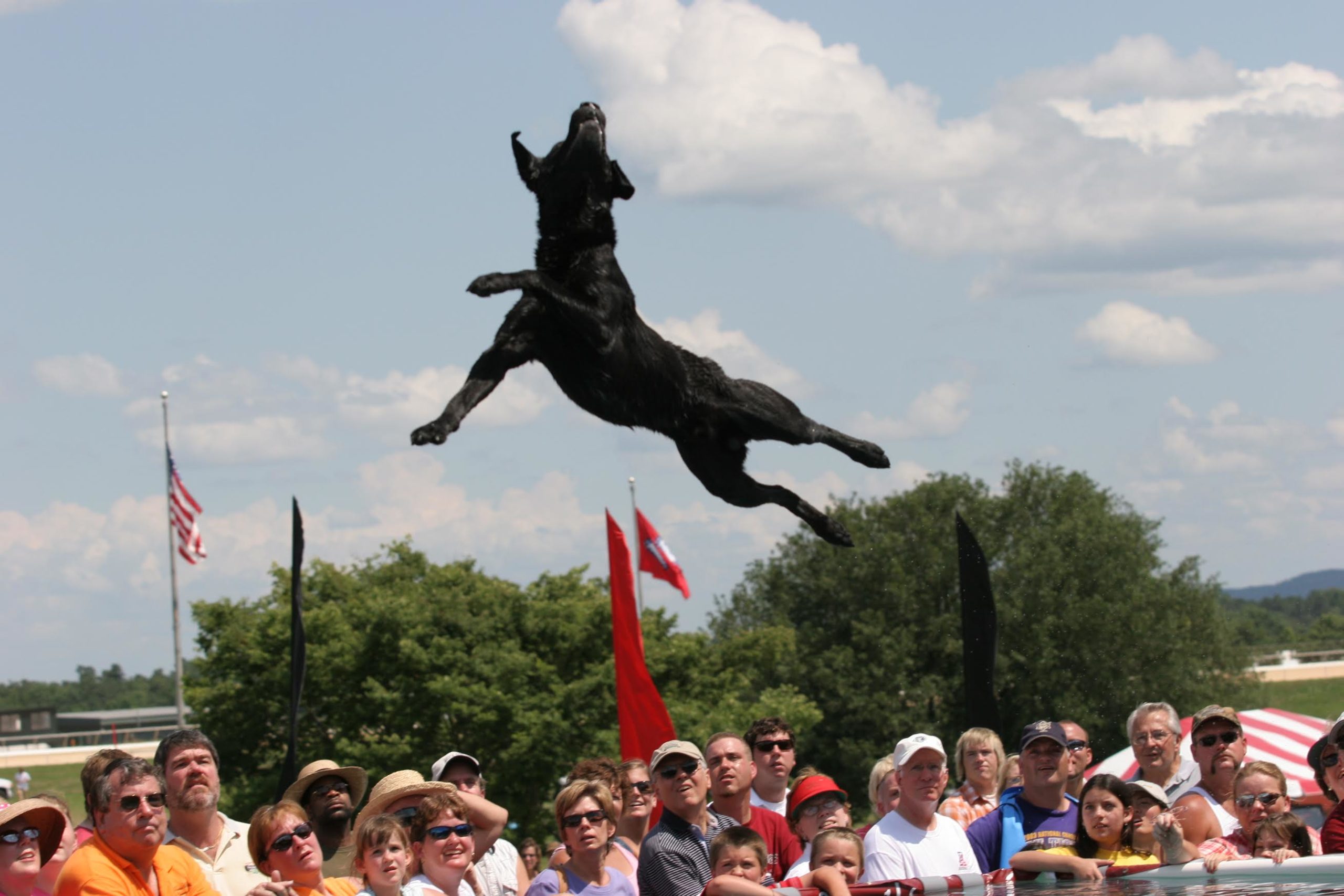 Pooch Performance at the Great American Dog Games