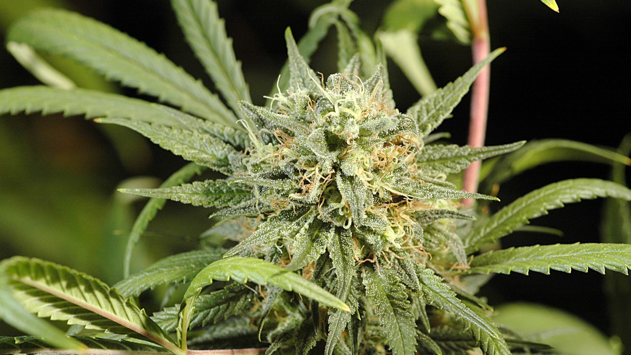 NAMES, STRAINS AND A LOT OF CHANGE