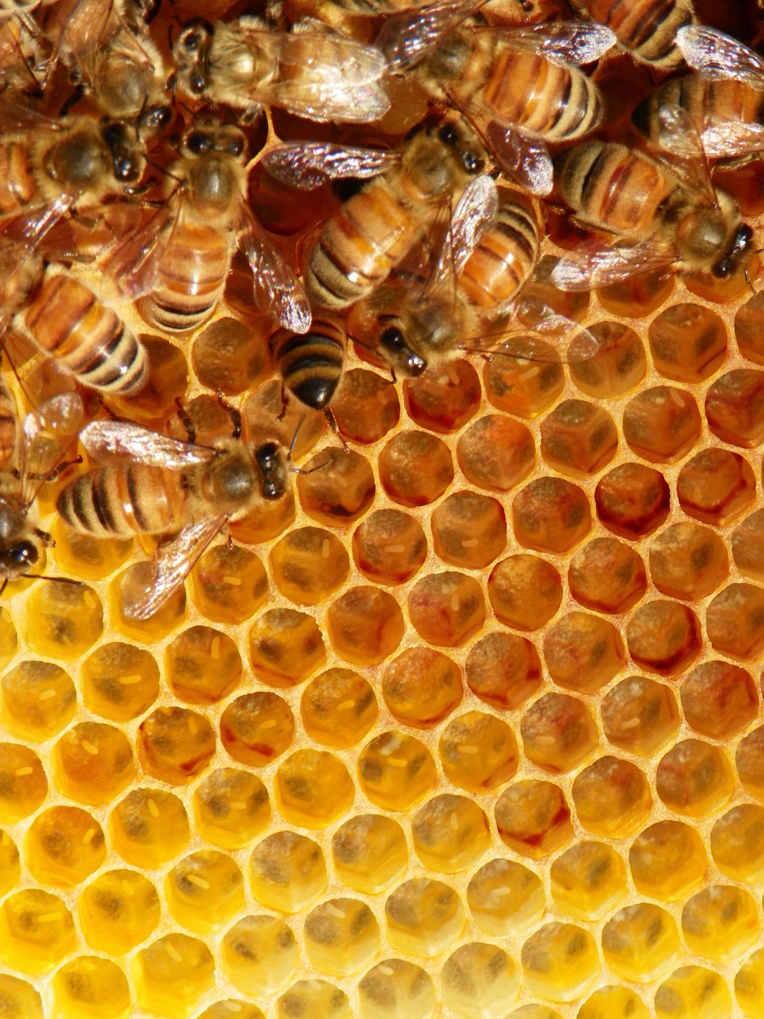Bees hard at work in the hive.
