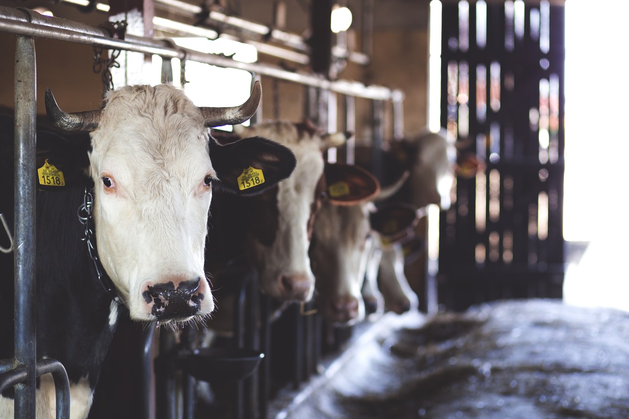 Five Rivers Cattle in Greeley up for sale