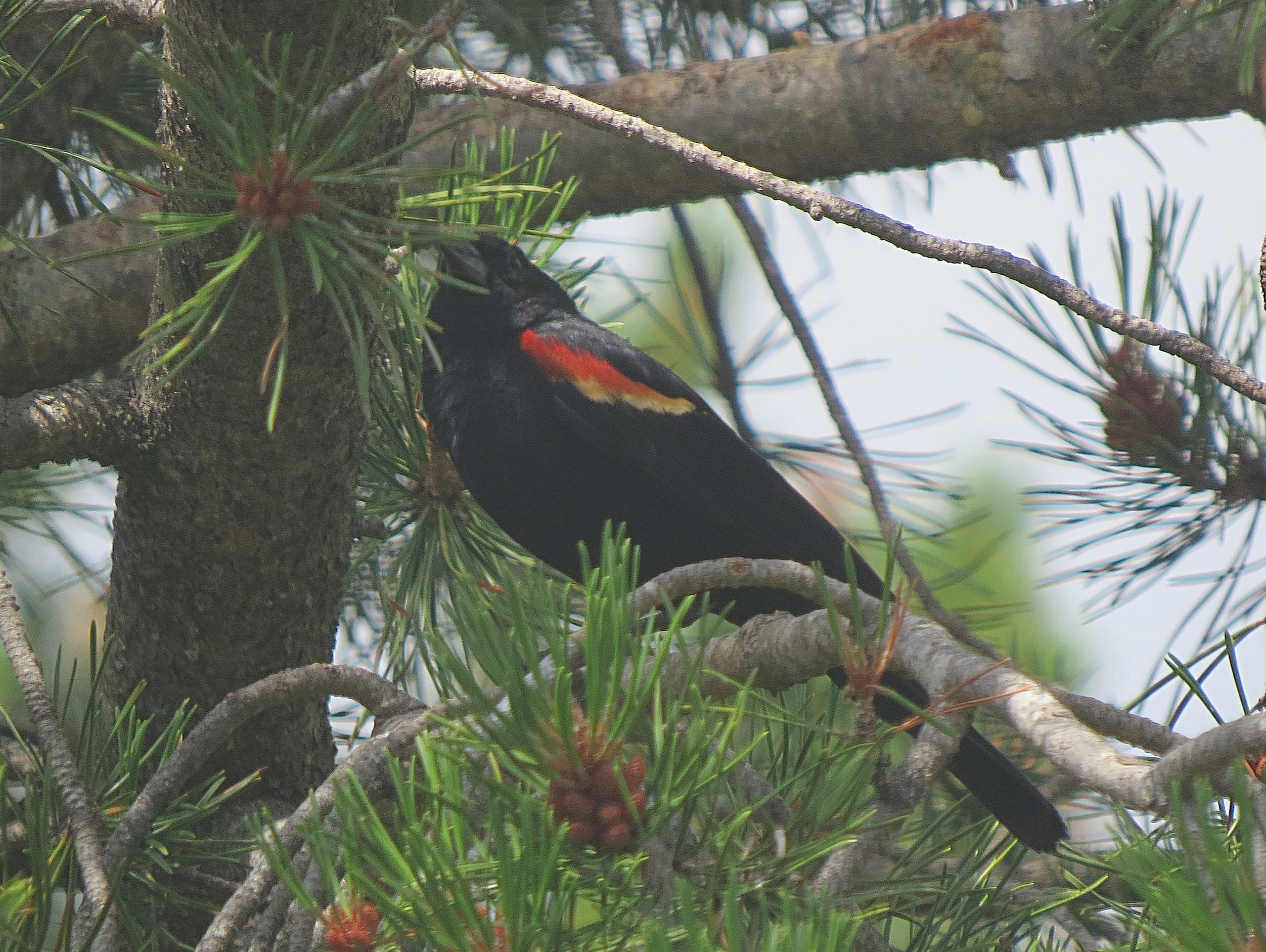 Animals scurry from Spring Glade Fire area to higher ground