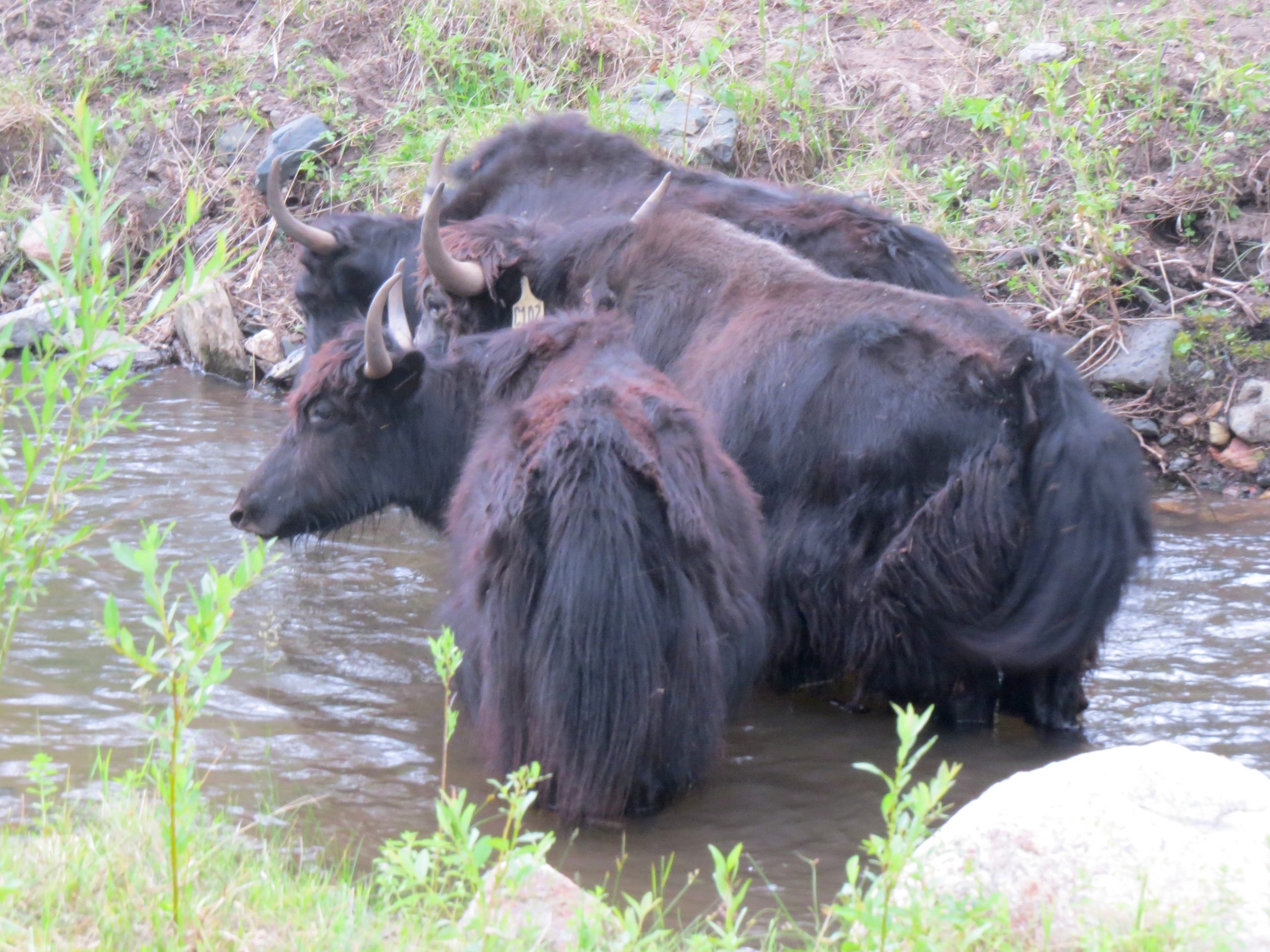 Two black yaks—Thelma and Louise—are still on the lam