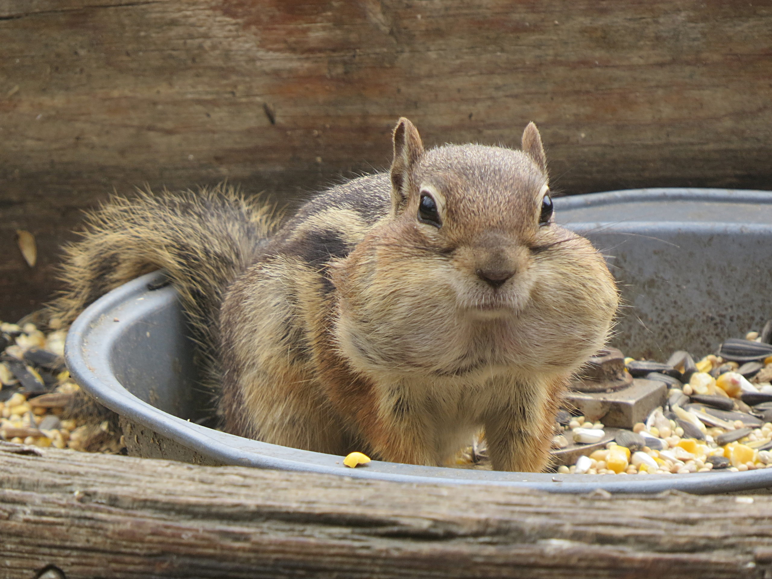 Signs of “winter coming” are right in front of our eyes