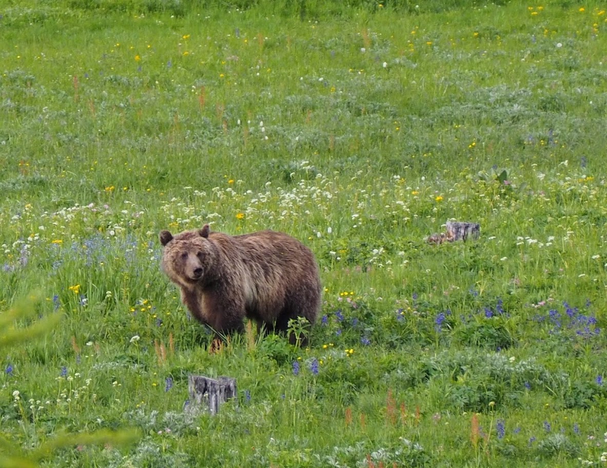 The black bear feeding frenzy begins