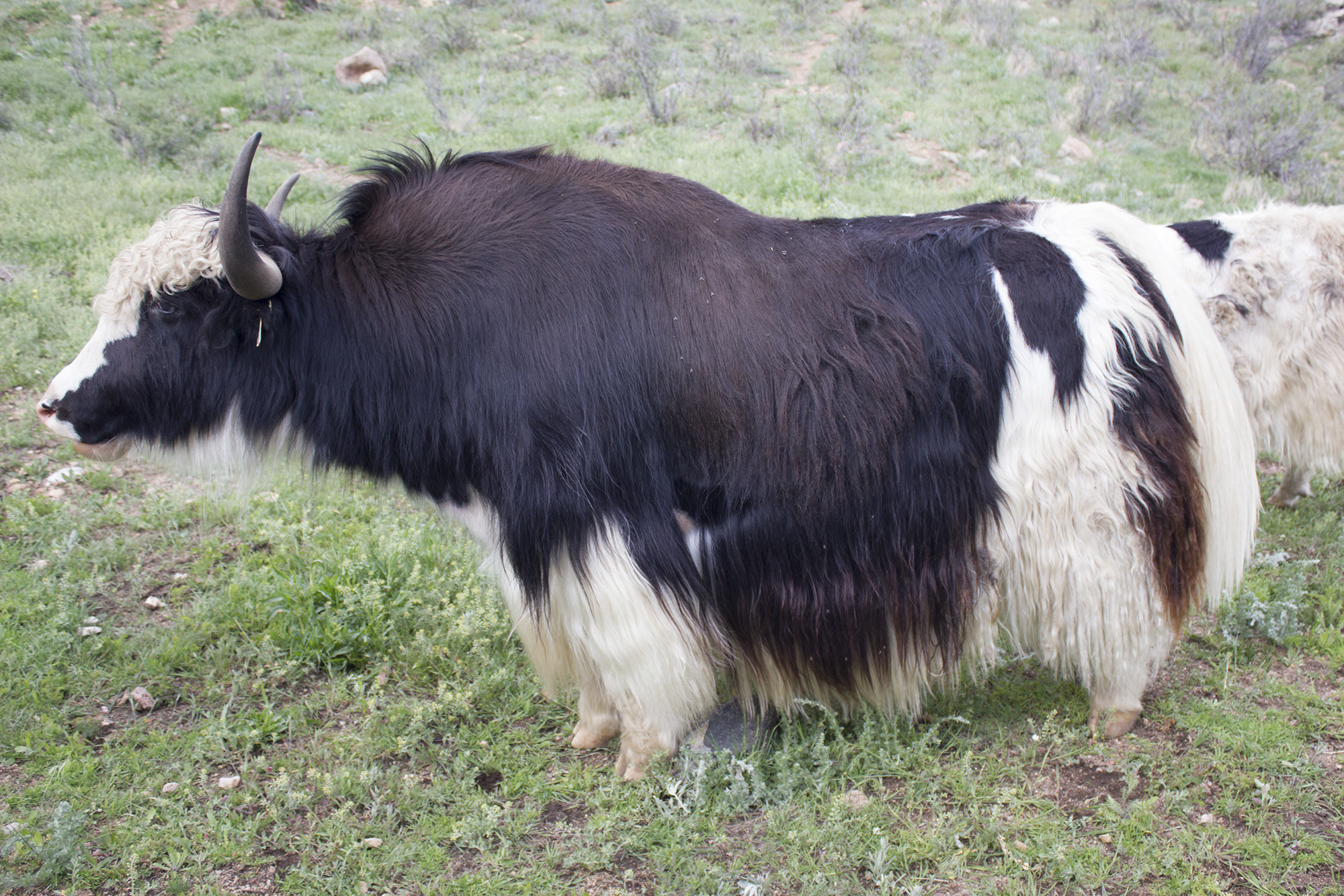 Calling all yak lovers!