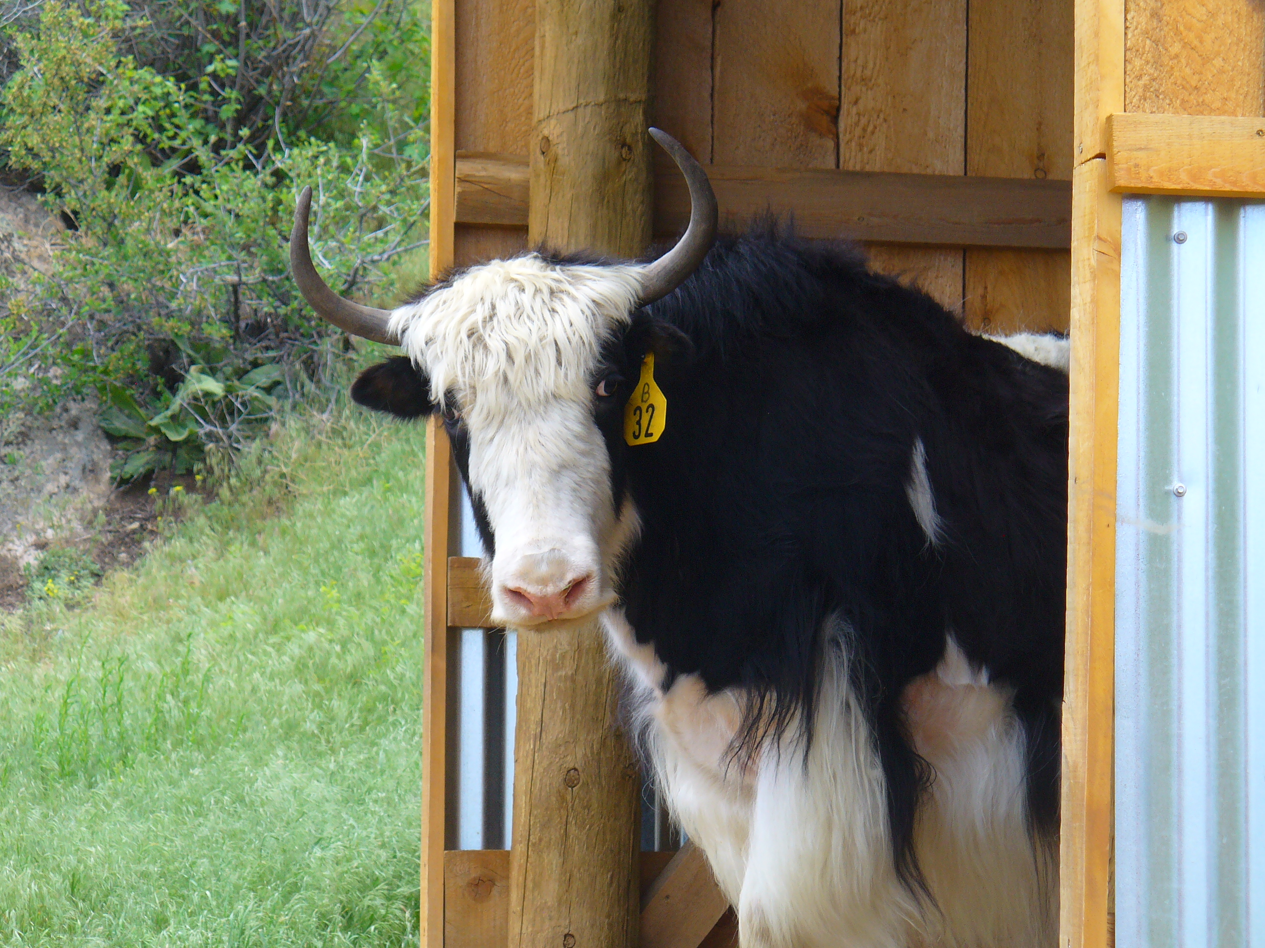 Temple Grandin to speak at YAKSPO October 7