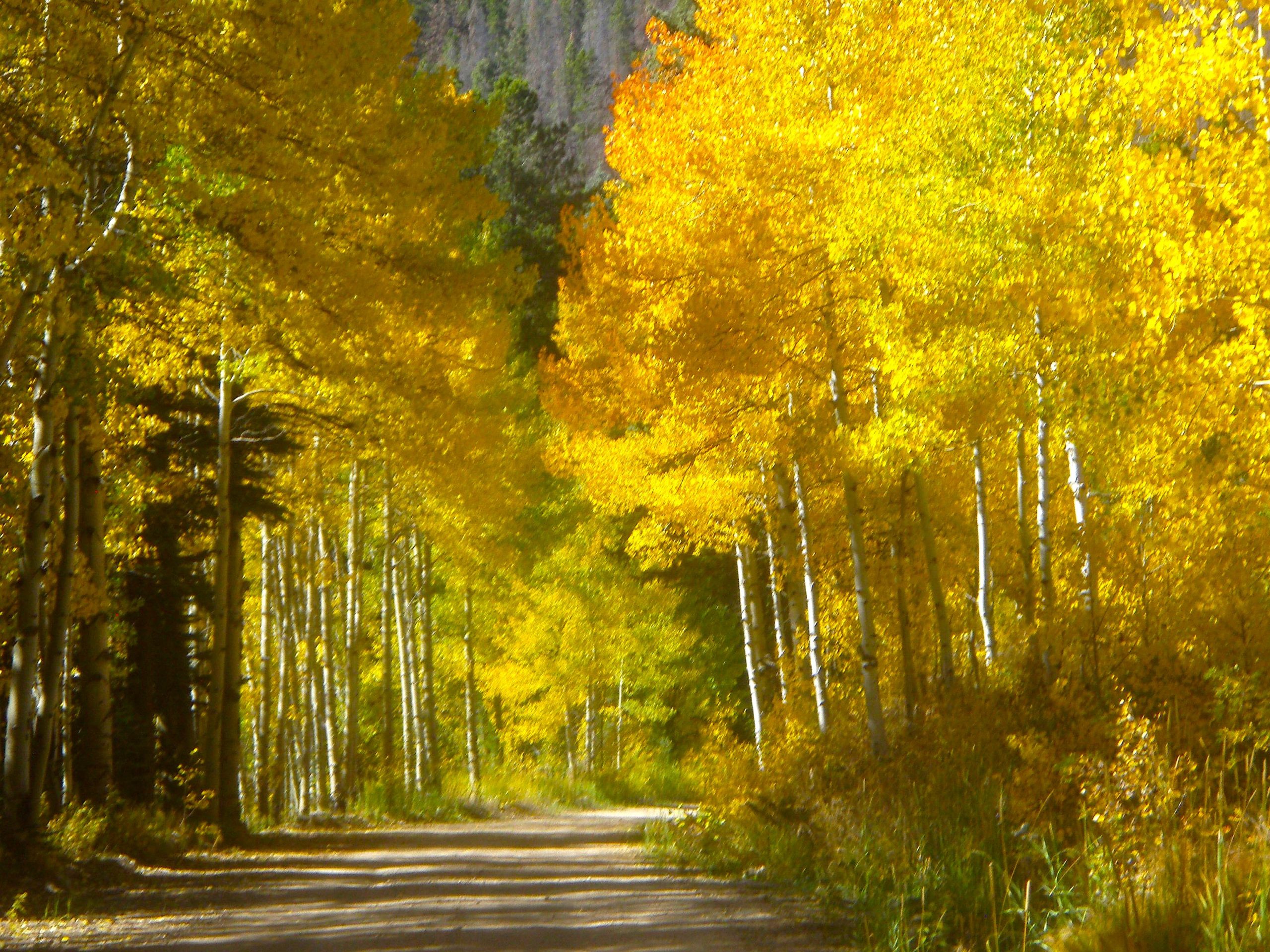 NATURE RAMBLINGS: Sunshine comes to earth