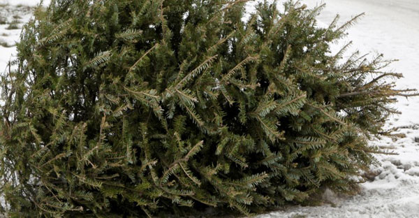 Fort Collins Christmas Tree Recycling 2022 Fort Collins Is Not Offering Free Christmas Tree Recycling This Year