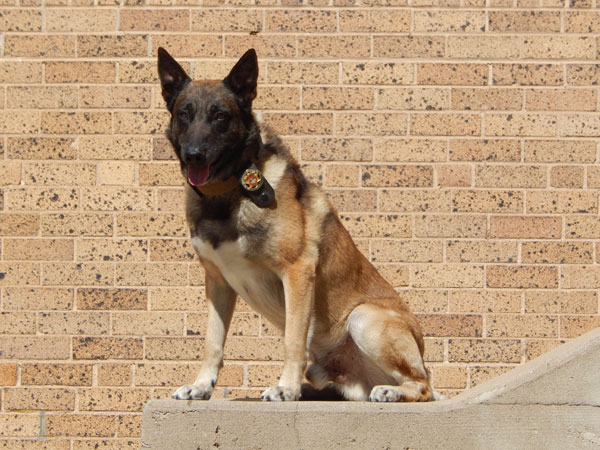 Larimer Retired K9 Foundation – Help and homes for aging police dogs