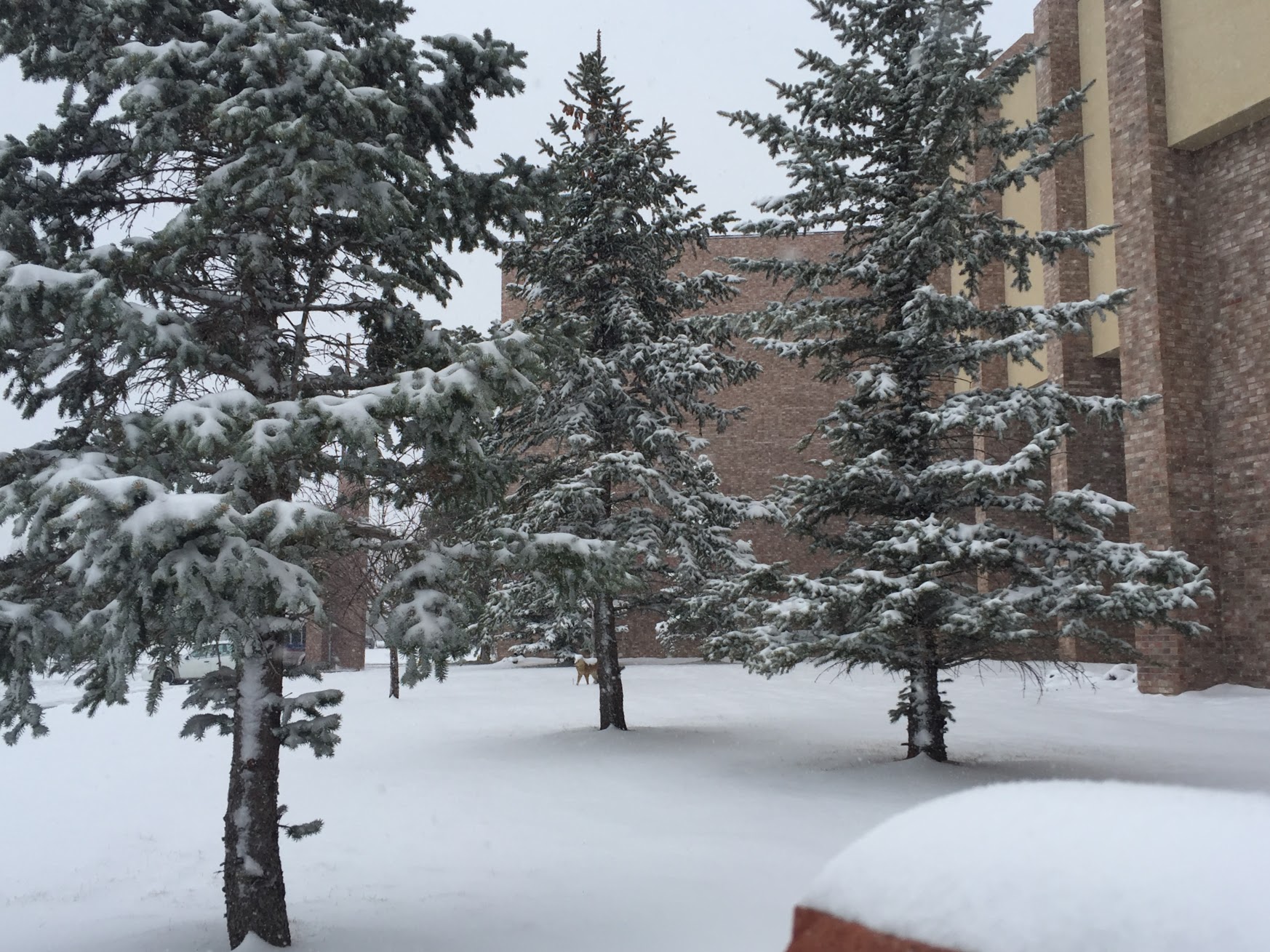 Northern Colorado snow on Sunday – Team Coverage