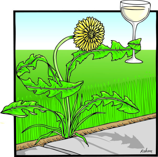 Dandelions: cancer cure…or not?