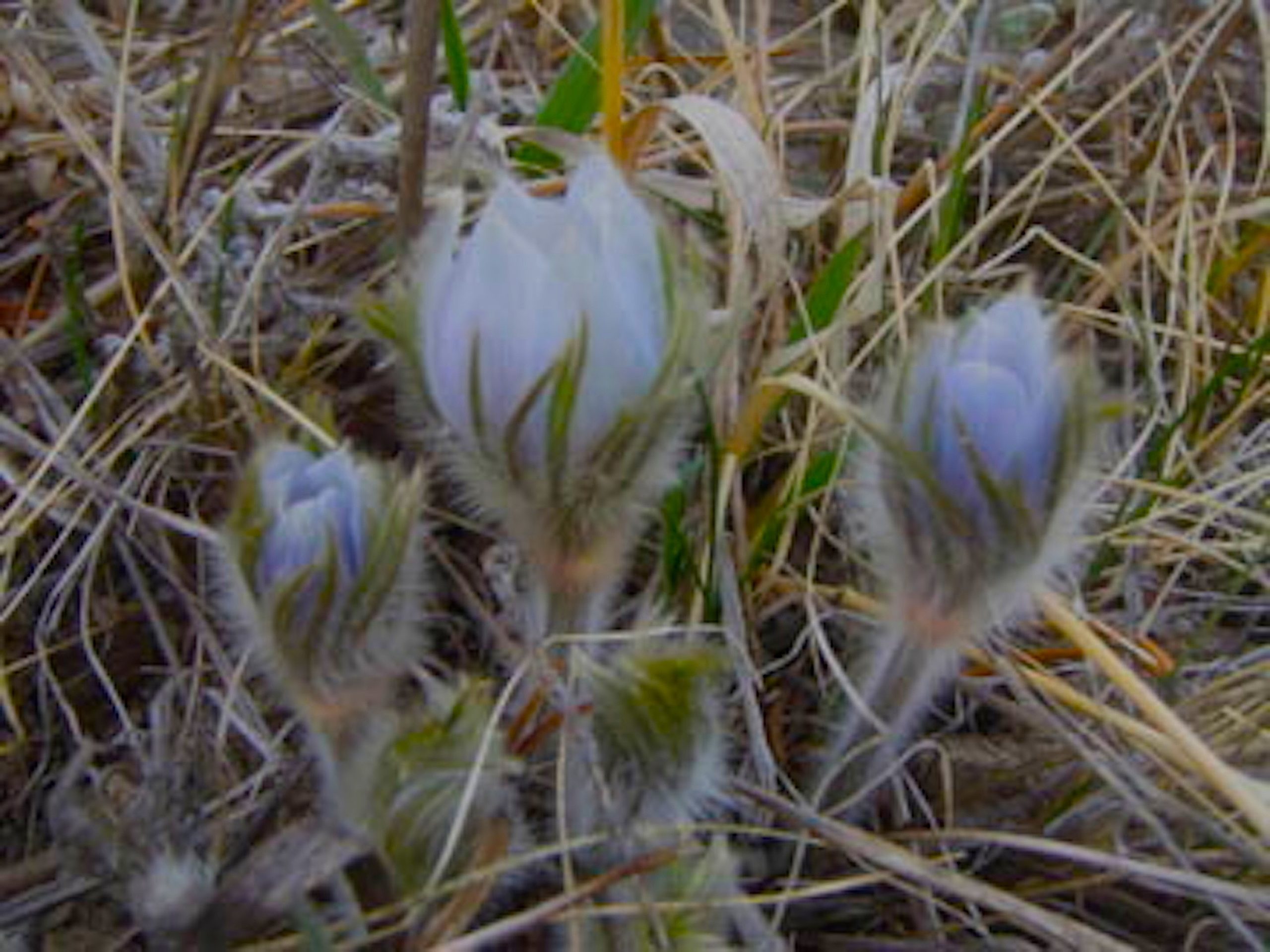 NATURE RAMBLINGS: Bragging rights come with this sign of the season