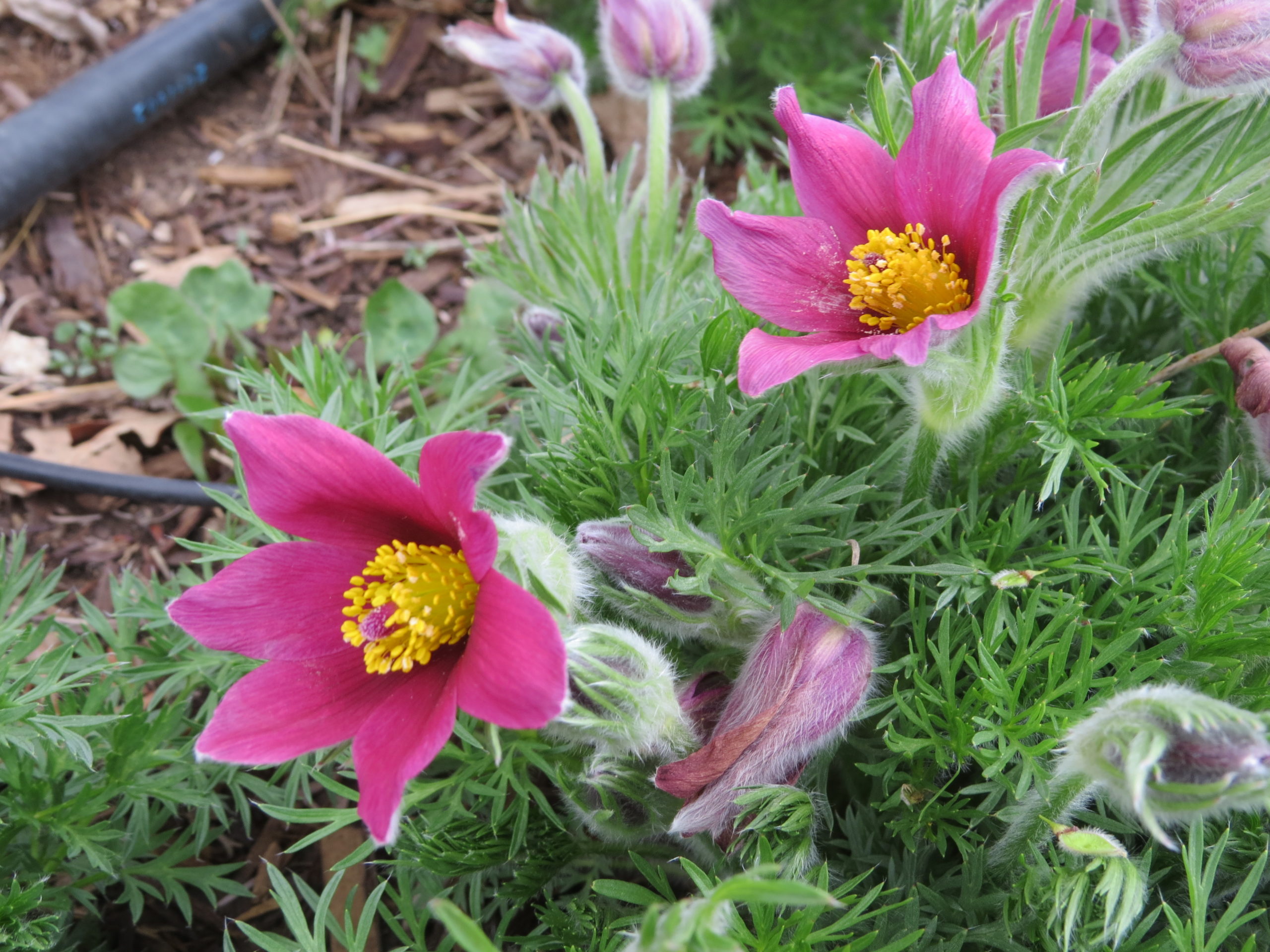 English tea time and the language of flowers