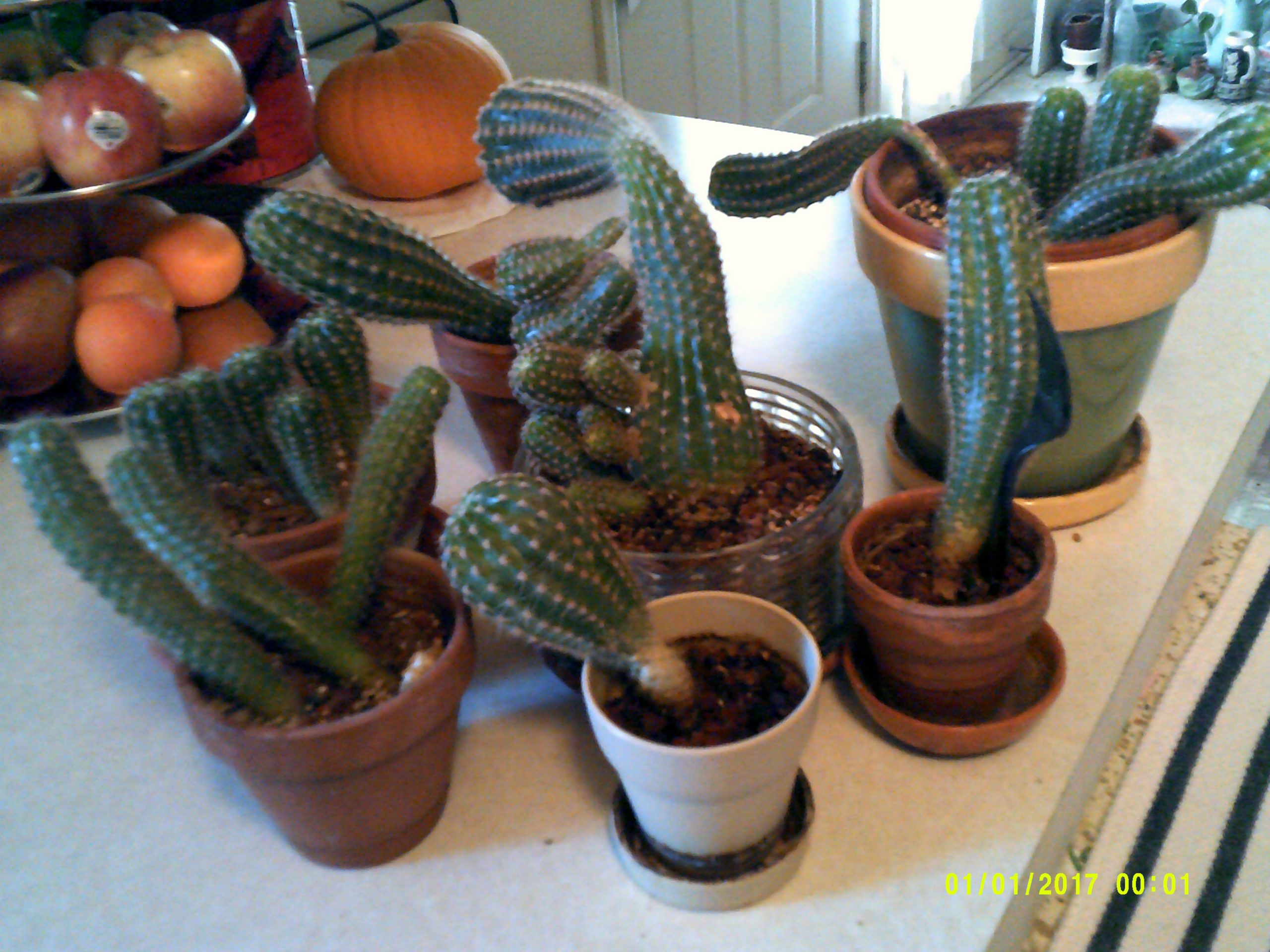 How my cactus grew (A Tiny Tale for Little Readers)