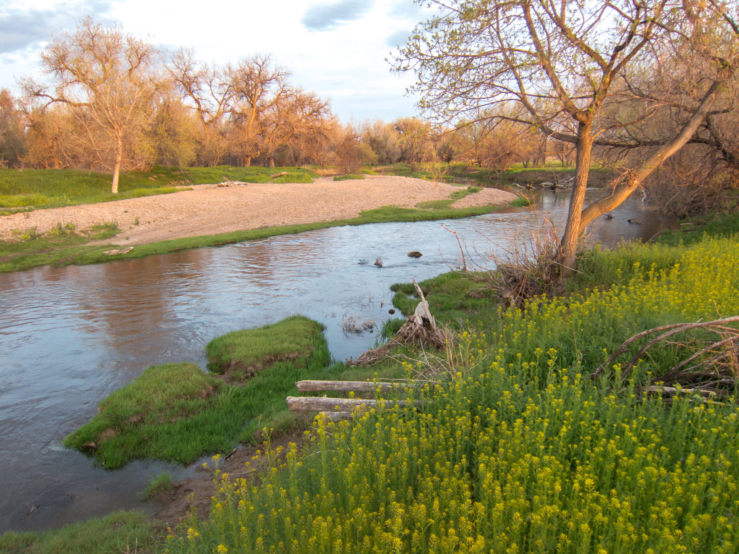 What does a healthy Poudre River do, and for whom?