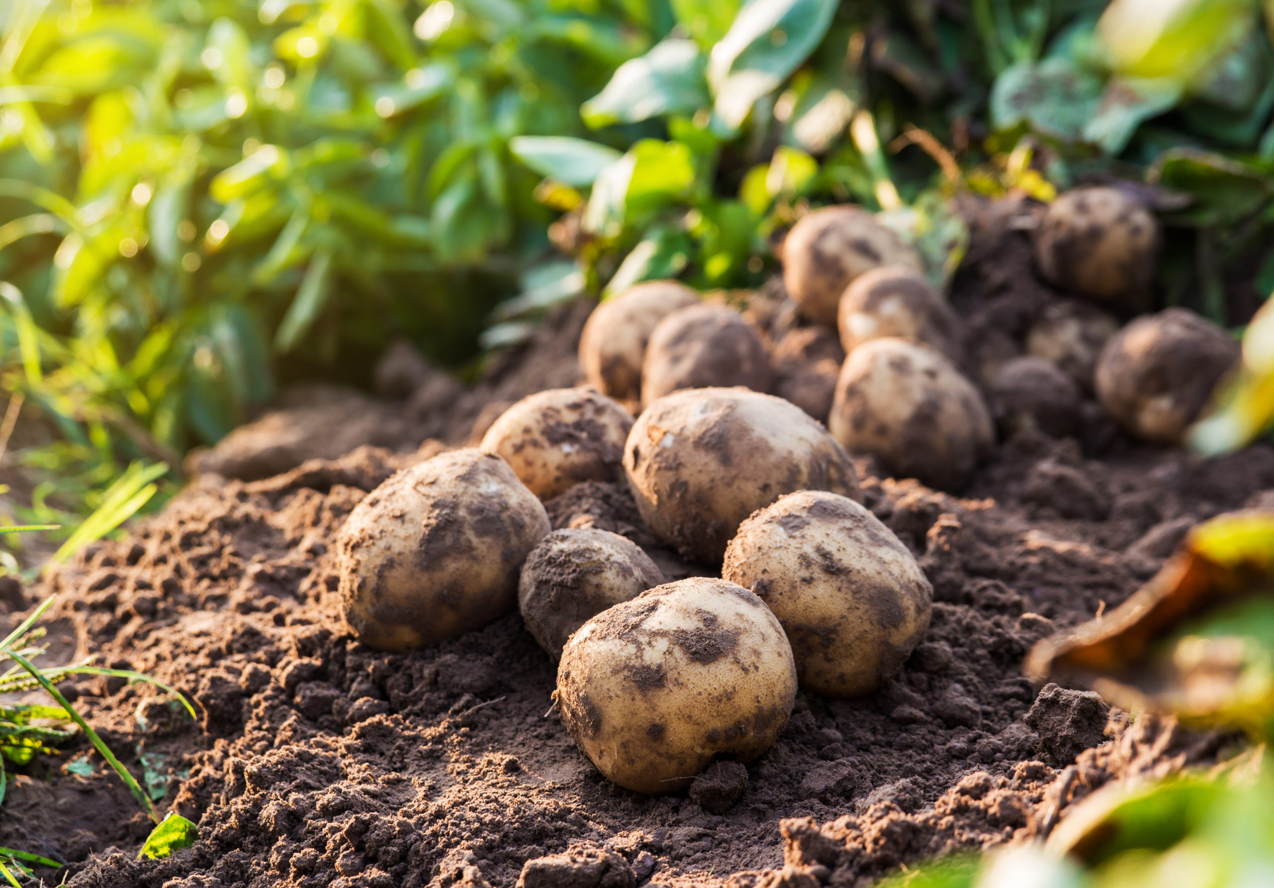 Gaia Grows: Sustainable Spuds of the West