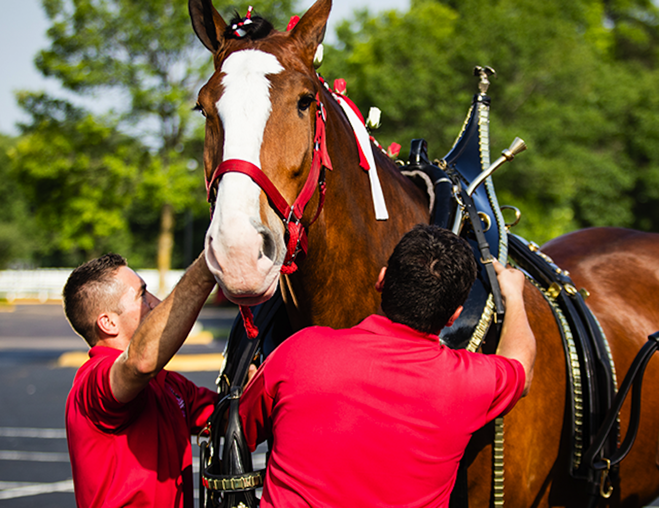 The Budweiser Clydesdales return!