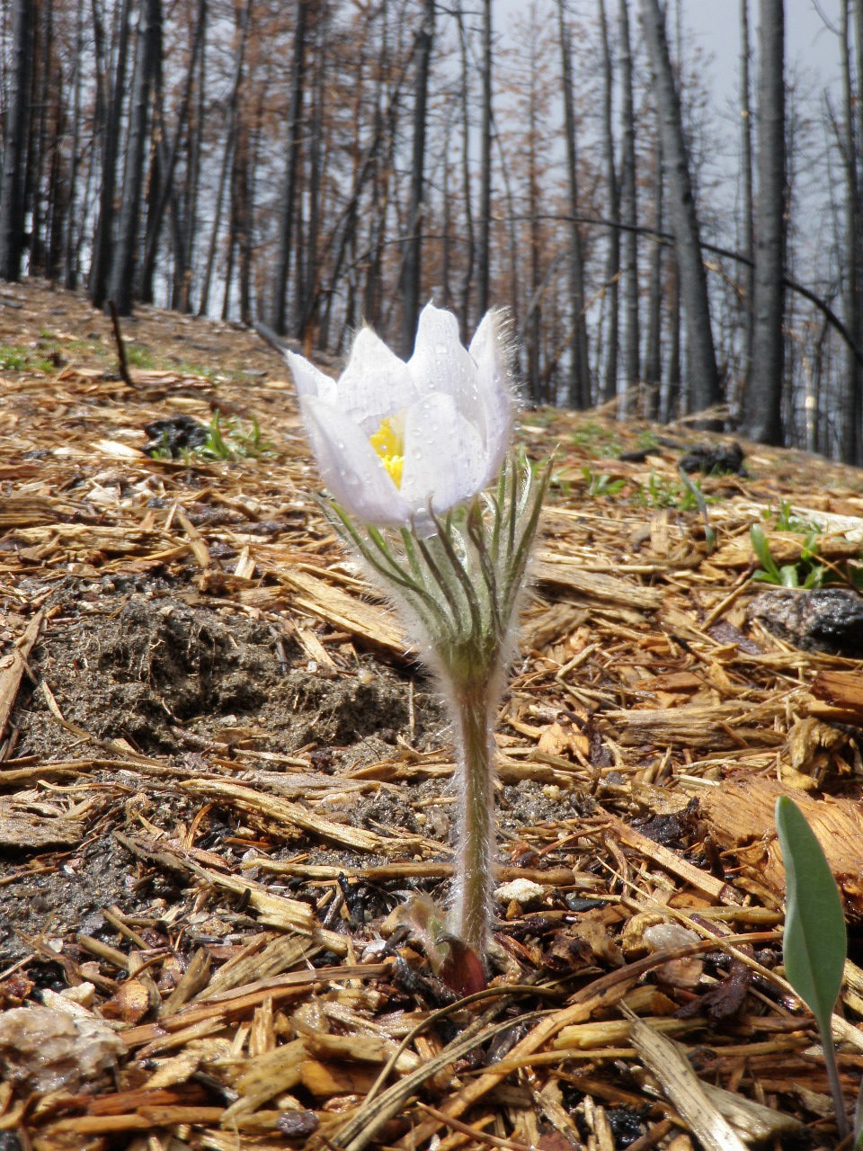 Living in a Wildfire Prone Landscape