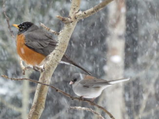robin, birds, bird watching, feeder, bird feeder