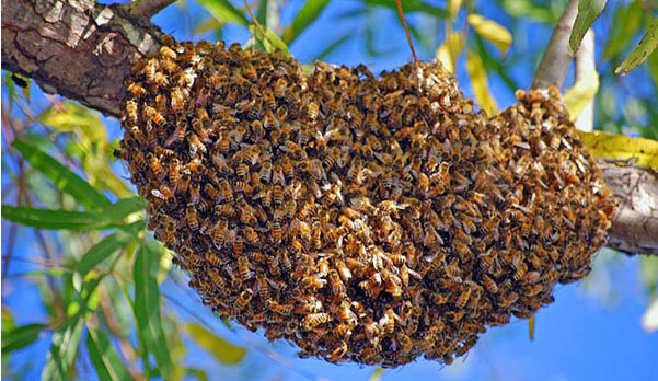 swarming-bees-call-the-swarm-hotline