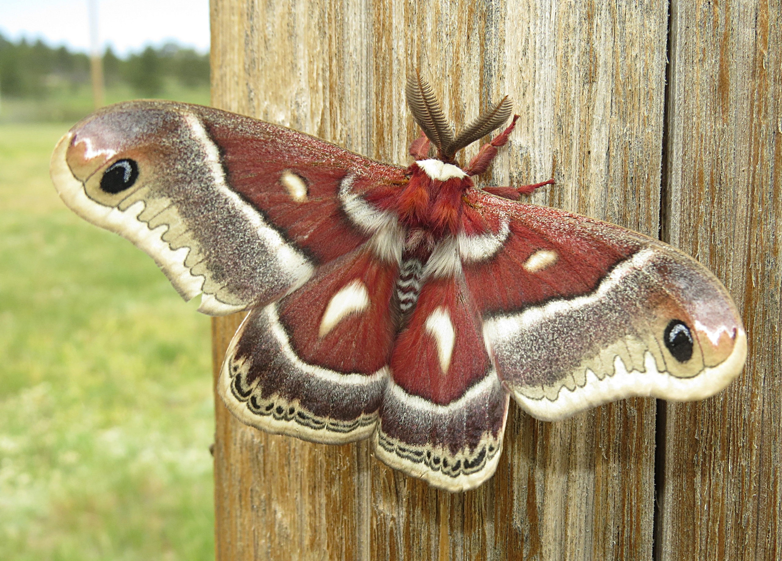 Turn on your porch light and celebrate National Moth Week