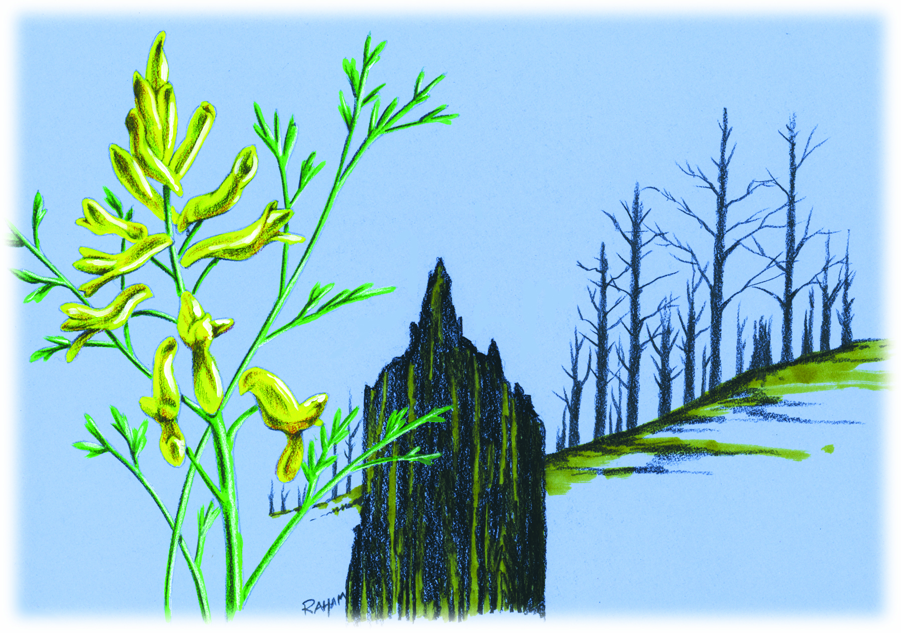 Surviving and sometimes thriving with fire
