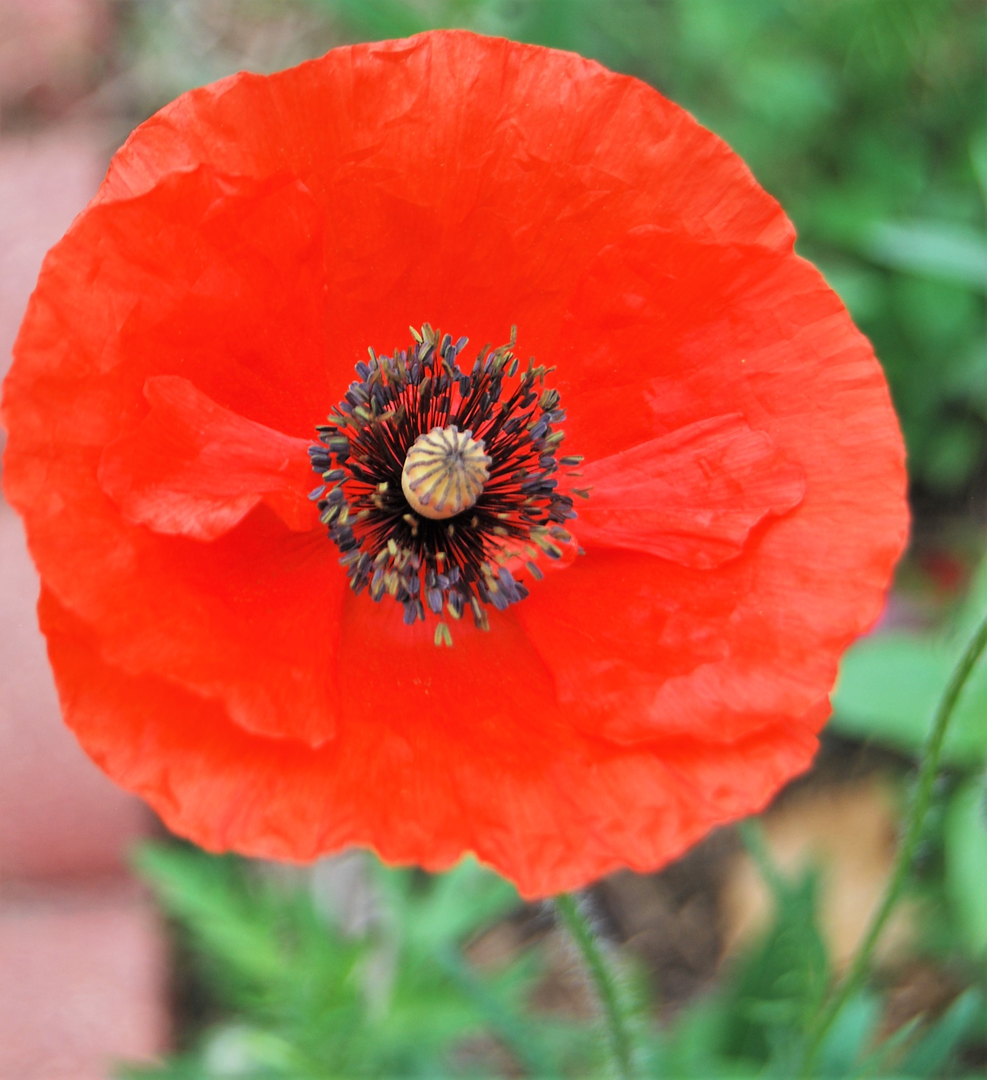Pests of the West: Sustainable Solutions to Pests in Northern Colorado