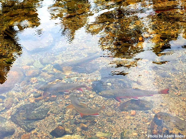 CPW urges anglers to be kind to heat-stressed trout; fish early, high-altitude waters