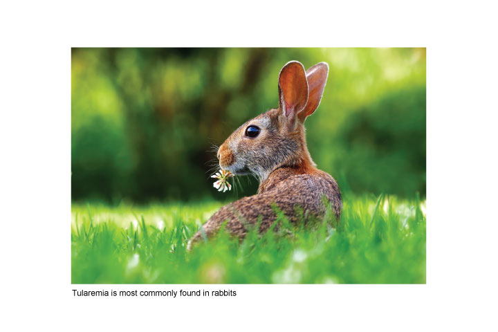Human Tularemia Case Confirmed in Larimer County