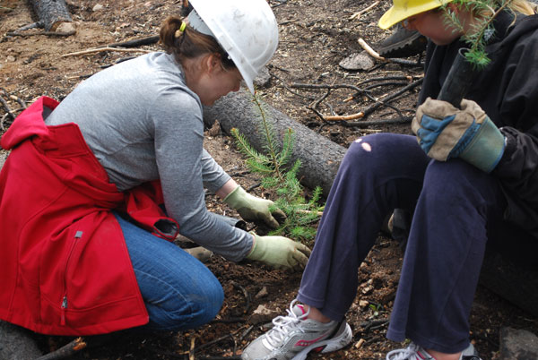 Donations Provide Seedling Trees for Post-Fire Restoration