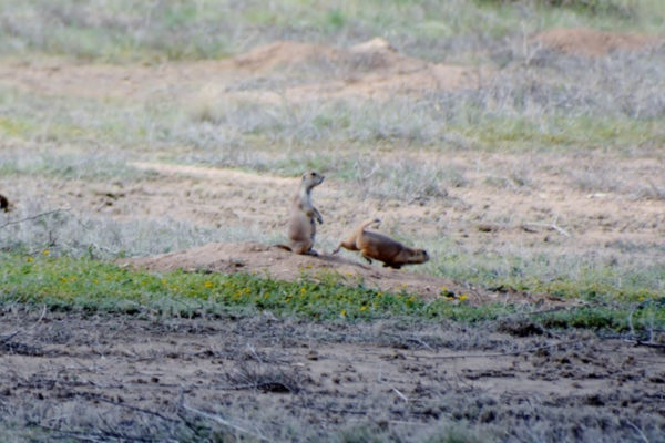 Private-public partnership aides CPW prairie dog, black-footed ferret conservation efforts