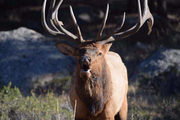 Annual Elk Fest in Estes Park coming up Sept. 29-30