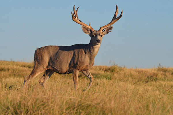 Colorado deer hunters: Keep an eye on your mailbox for mandatory chronic wasting disease sampling letter