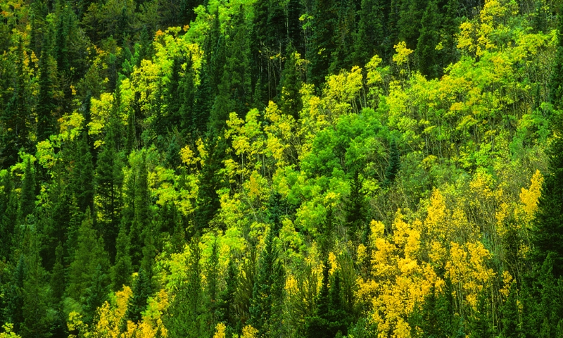 Fire Restrictions Lifted on the Arapaho and Roosevelt National Forests