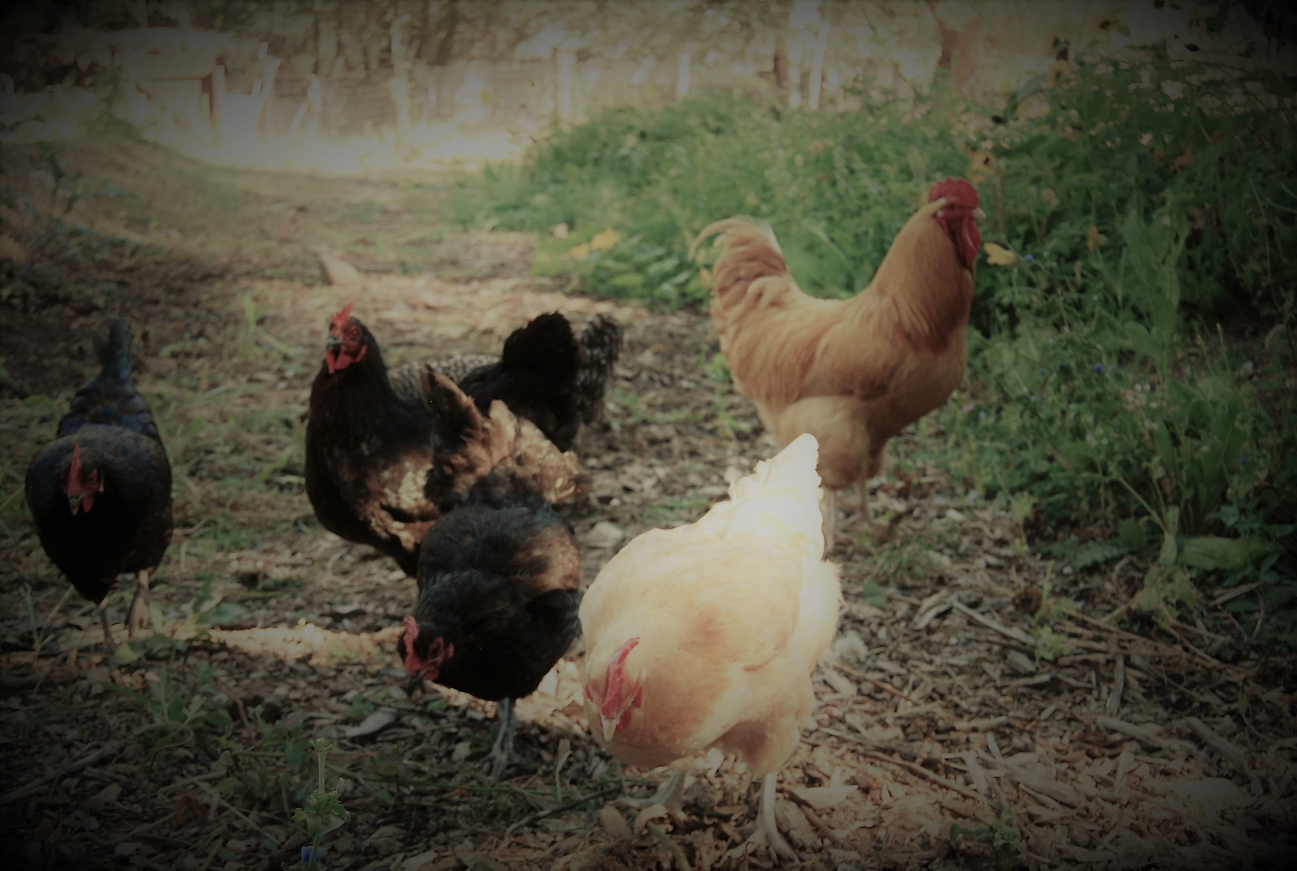 Gaia’s Farm And Gardens Awarded Top Environmental And Animal Welfare Certification