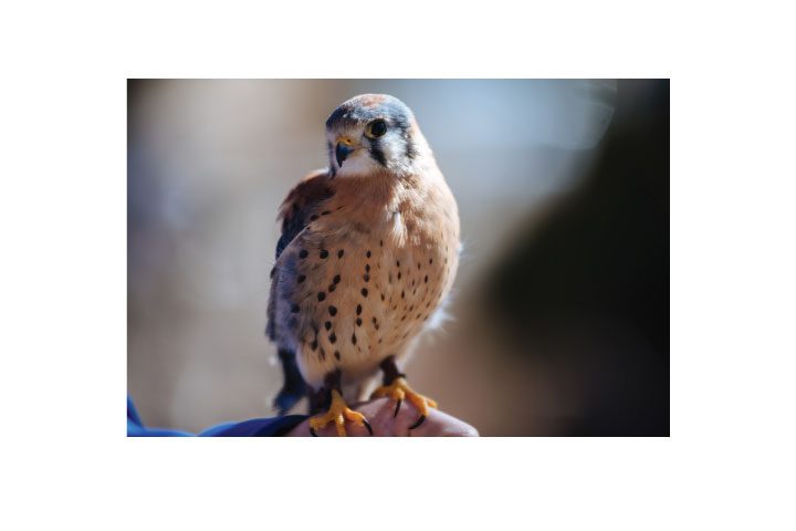 CPW Wildlife Rehabilitation Grant program application period began Oct. 1, 2018