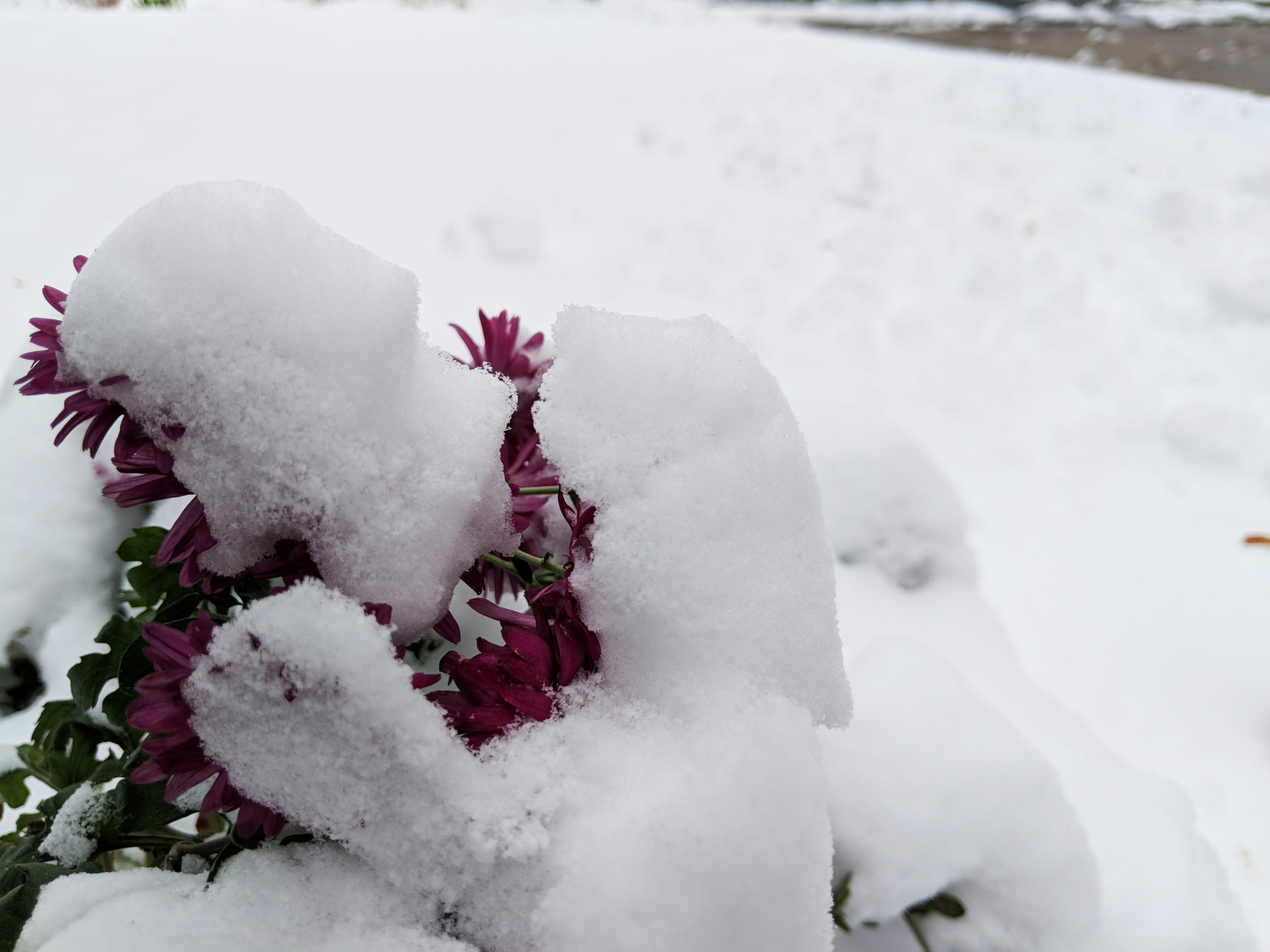 Snow blankets Northern Colorado with nearly 11 inches in parts of Larimer County