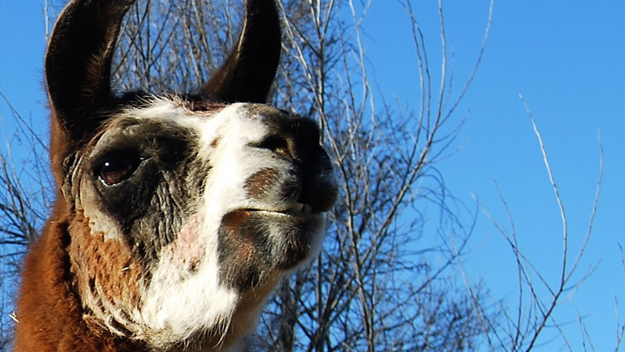 Gaia Grows: The Soul of a Llama