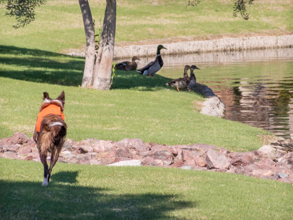 Colorado Parks and Wildlife Commission to meet November 15 – 16 in Burlington
