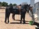 Horses in Weld County, Colorado test positive for vesicular stomatitis