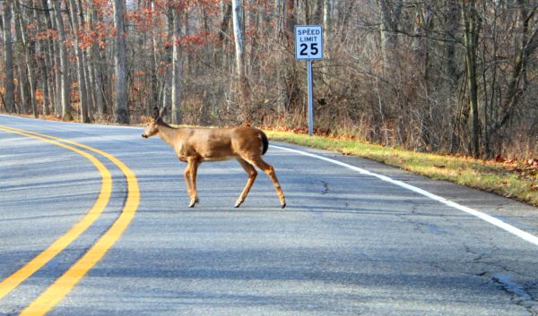 Steer Clear of Deer: Avoid Animal Collisions