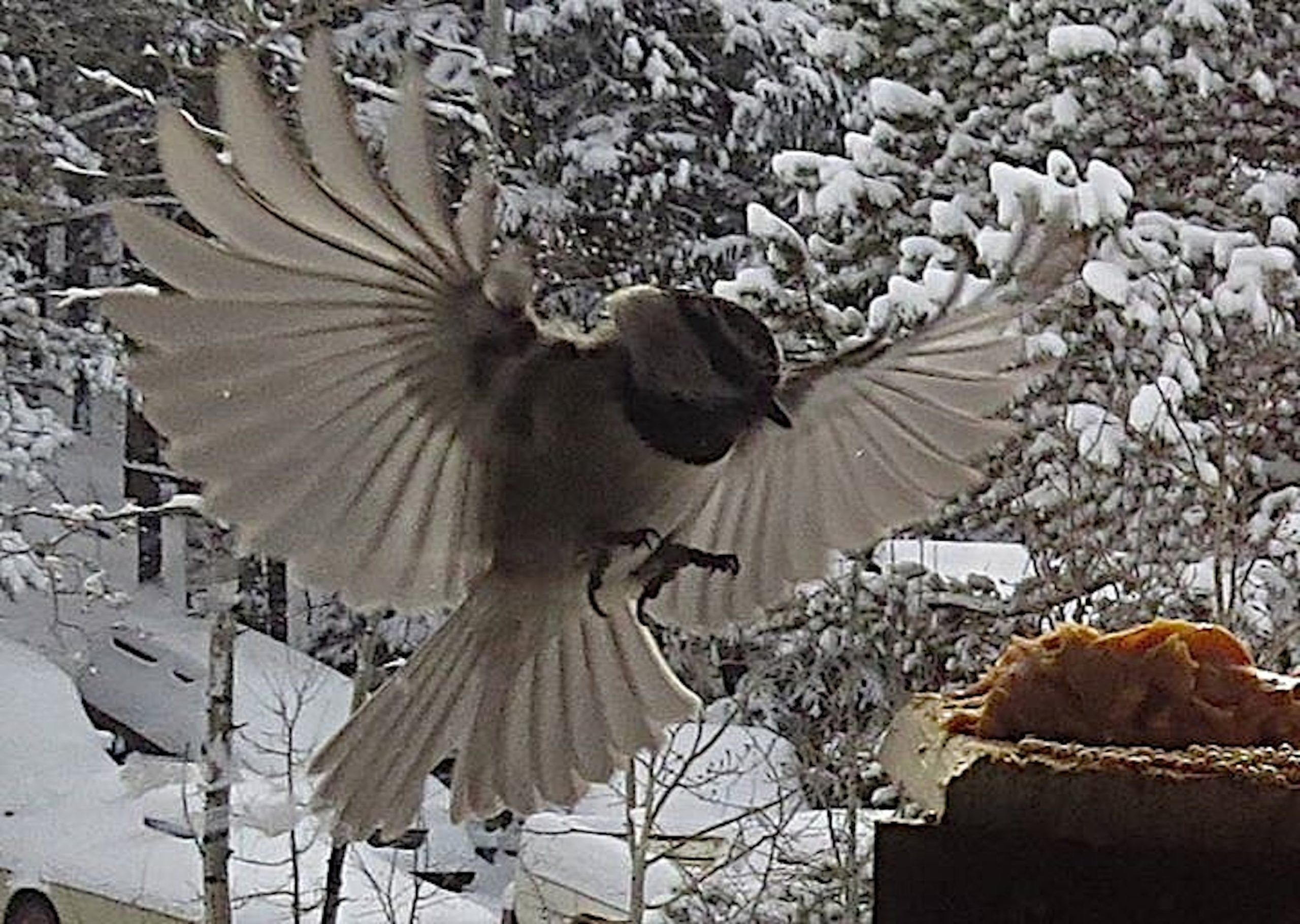 NATURE RAMBLINGS: Turning towards the sun