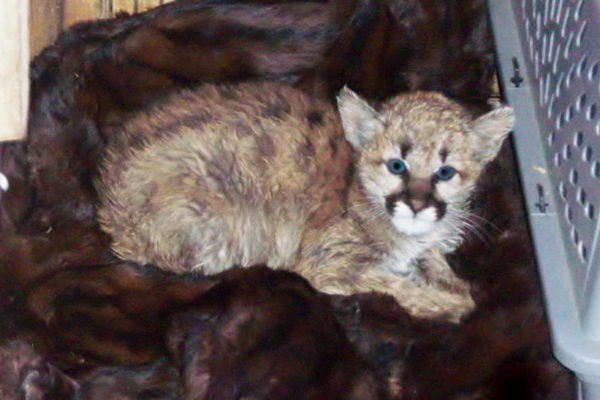 CPW warns public to leave baby wildlife alone 