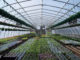 Getting your Greenhouse Groove on Gaia (Mother Earth) Grows is a sustainable living, gardening, and farming column.