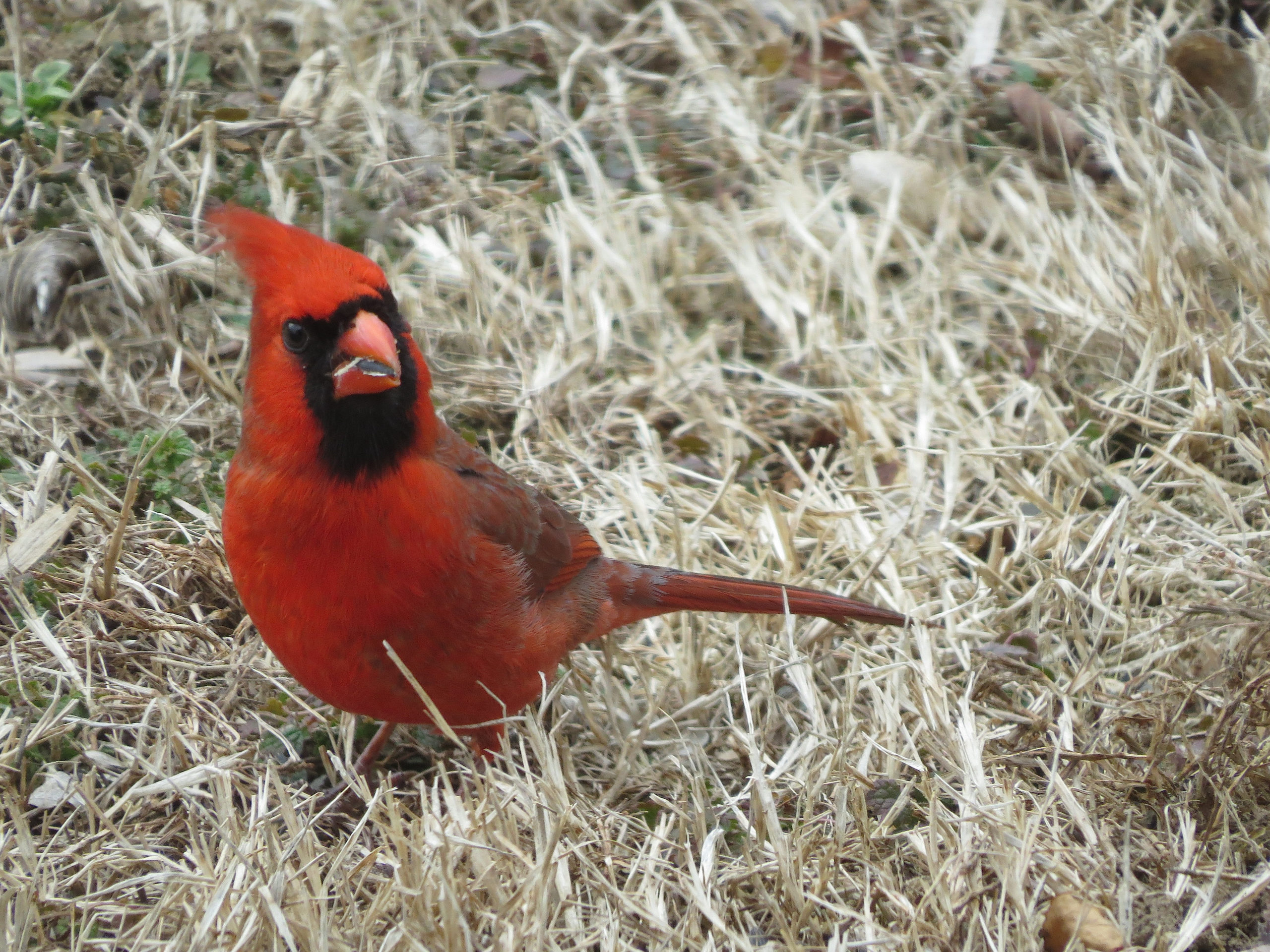 NATURE RAMBLINGS: Who’s rooting for the Cardinals?