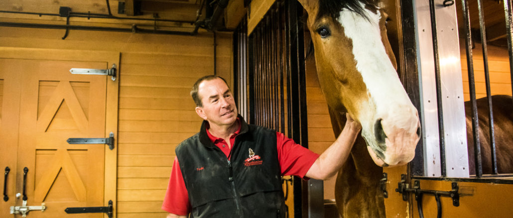 Handler Todd Radermacher interacts with the tallest horse, Red.