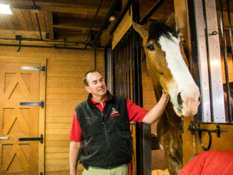 Handler Todd Radermacher interacts with the tallest horse, Red.