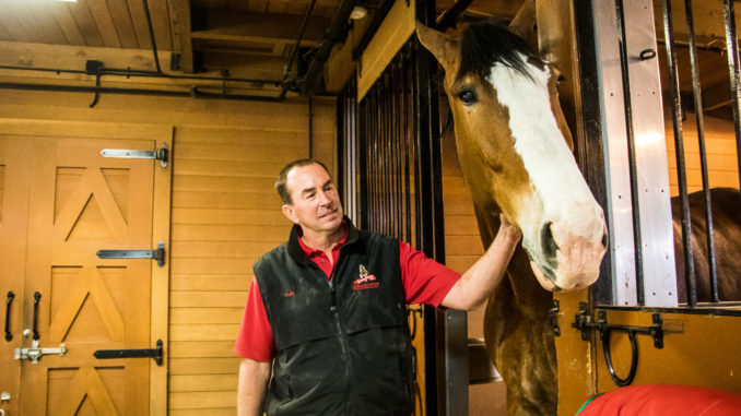 Handler Todd Radermacher interacts with the tallest horse, Red.
