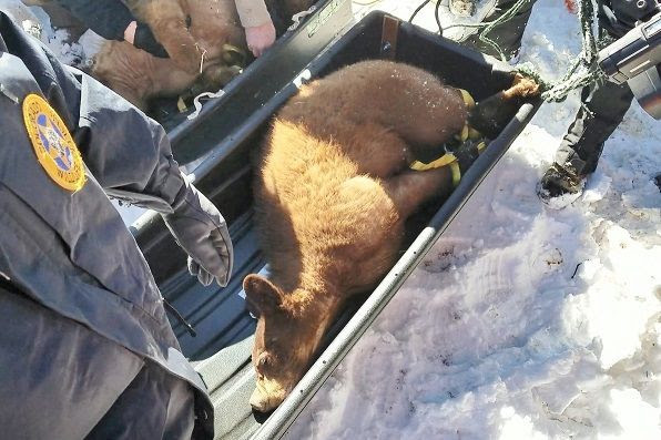 Eight orphaned bear cubs get a second chance at freedom as CPW places them in artificial dens on Pikes Peak